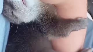 😂🐧 Otters Being Sea-Cats? You'll Never Believe This! | FunFM