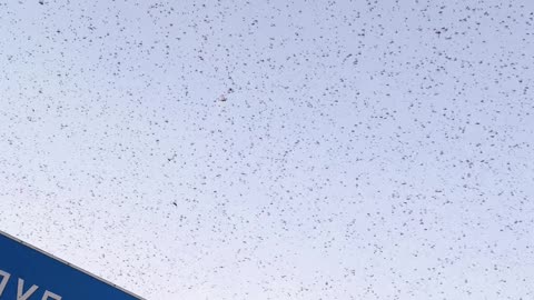 Swarm of Locusts at Sunset