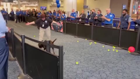 Bomb Dog Retirement Ceremony
