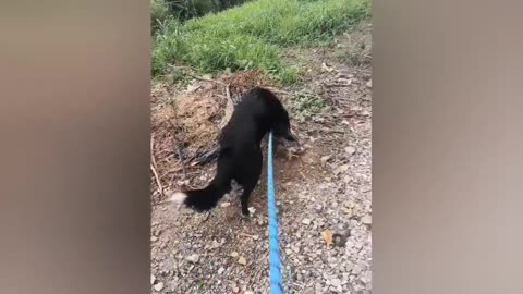 Hydra the Dog 06