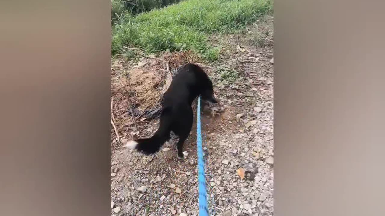 Hydra the Dog 06