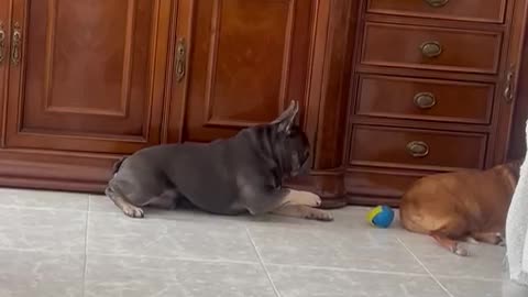 Very Carefully Taking the Ball From His Sister