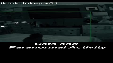 Cats and Paranormal Activity Shorts Video #cats #haunted #Ghost