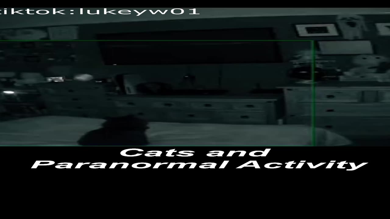 Cats and Paranormal Activity Shorts Video #cats #haunted #Ghost