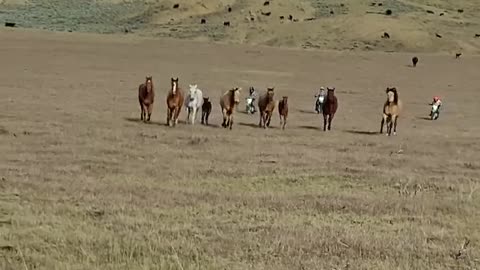 Filming some horses running across Wyoming. cartercountrymeats.com