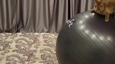 Rabbit's Epic Jump: The Athletic Champion vs. Mischievous Cat