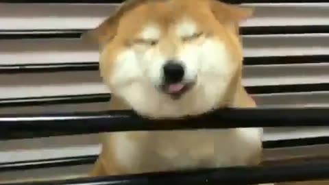 funny animals