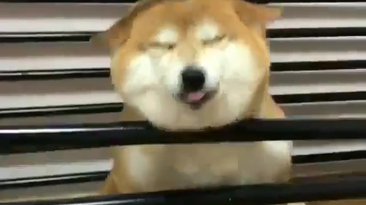 funny animals