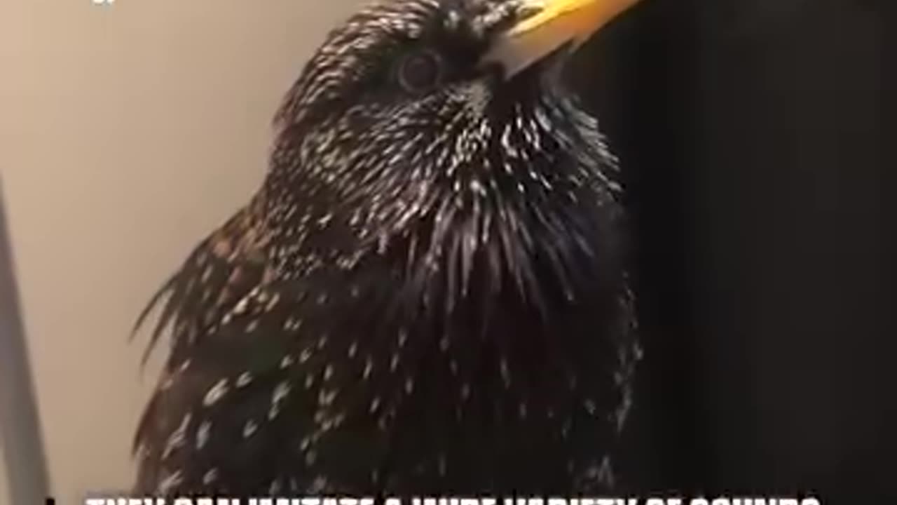 Pretty Bird