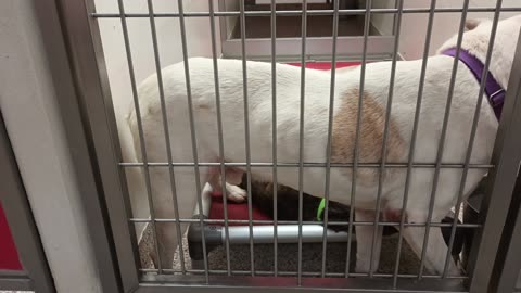 Rainbow Brite 4y A868663 Kira 2y A871095 kennel 171 PACC shelter behind the scenes foreplay20250706_335