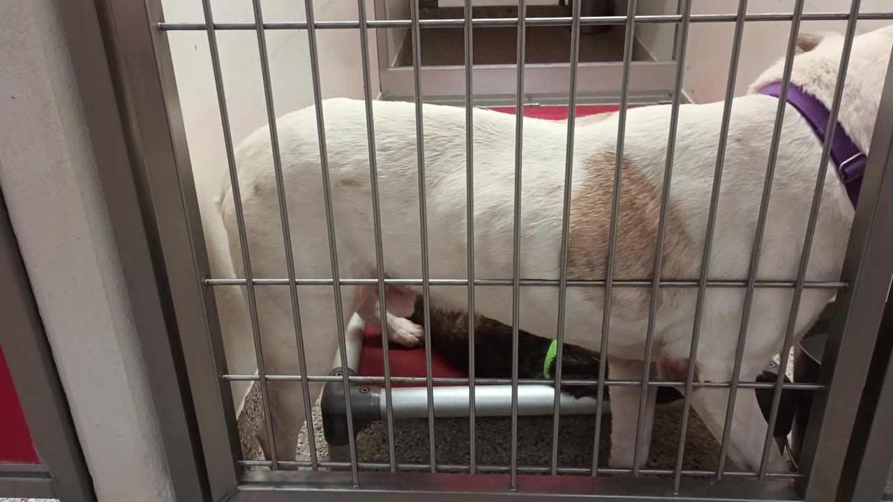 Rainbow Brite 4y A868663 Kira 2y A871095 kennel 171 PACC shelter behind the scenes foreplay20250706_335