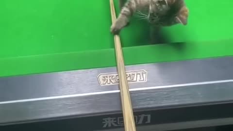 Cat player