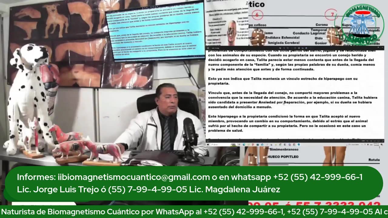 Diplomado de Biomagnetismo Cuantico Veterinario los tipos de psico-shoks que sufren los animales