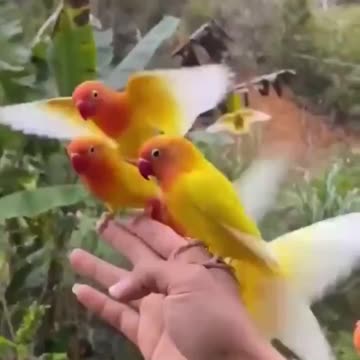 Bird whisperer.. 😊