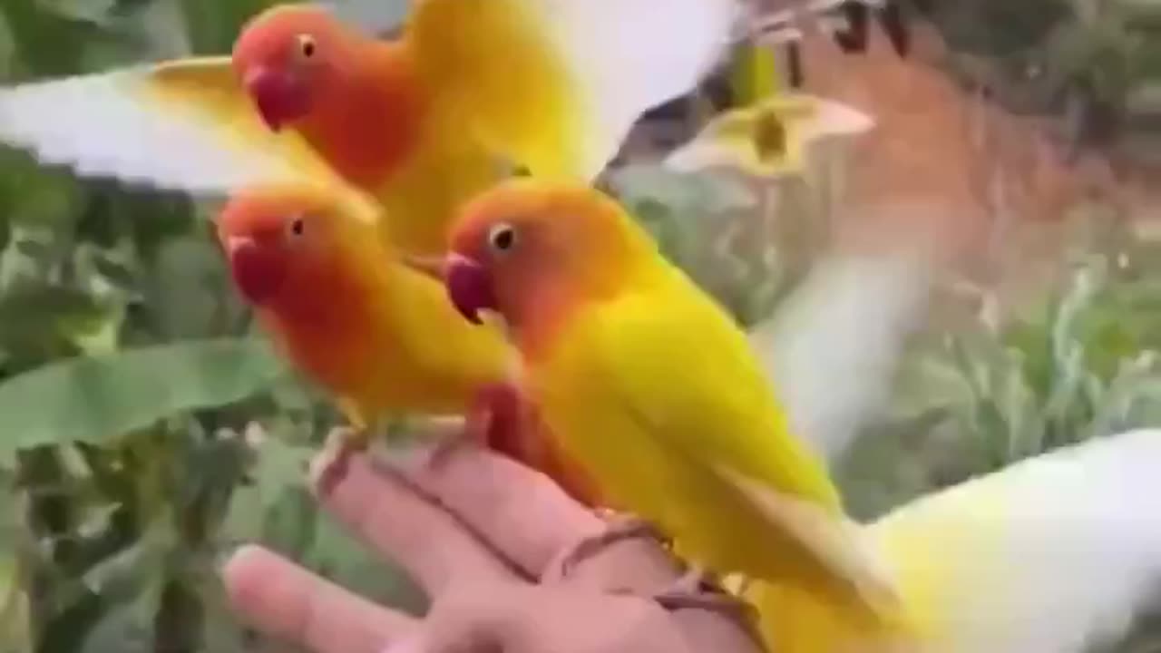 Bird whisperer.. 😊