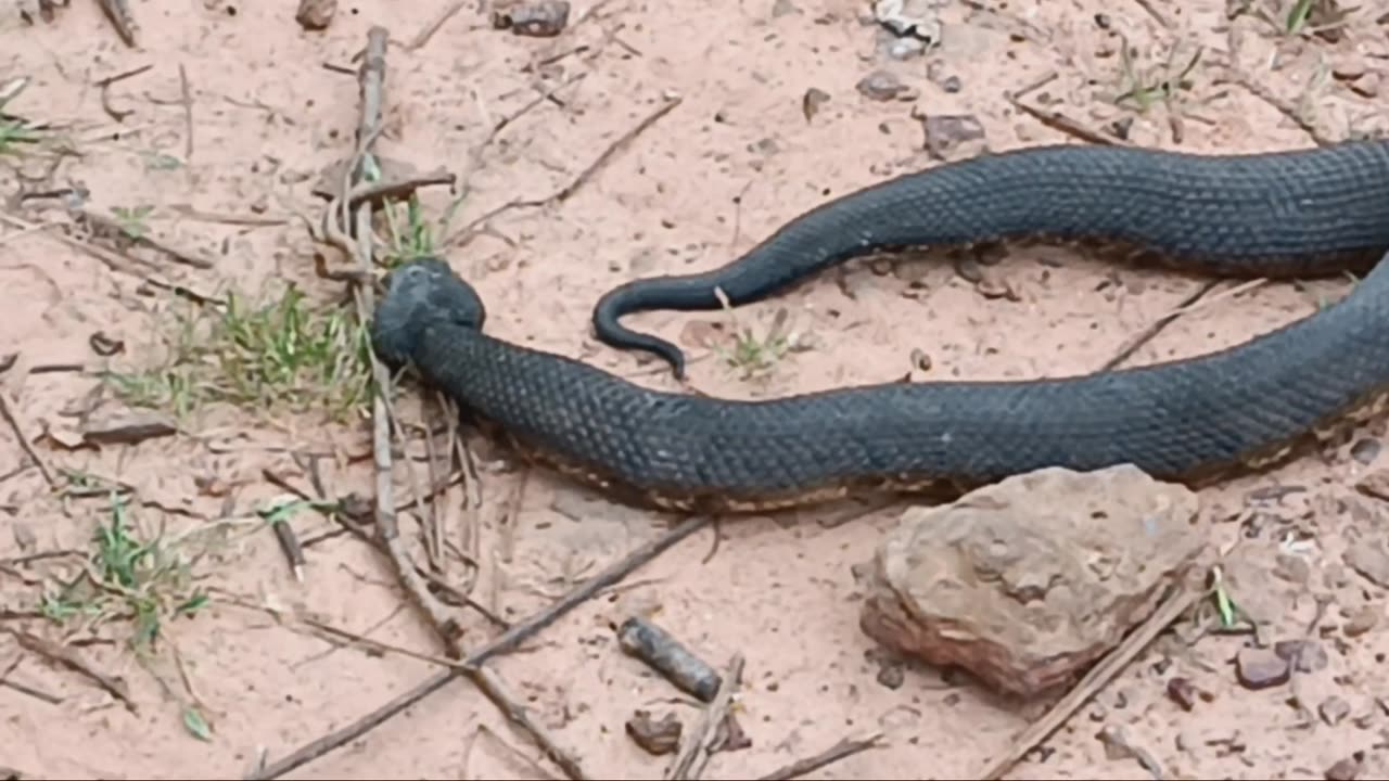 These things are creepy... !!! Shoot to kill !!!