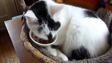 Very lazy cat