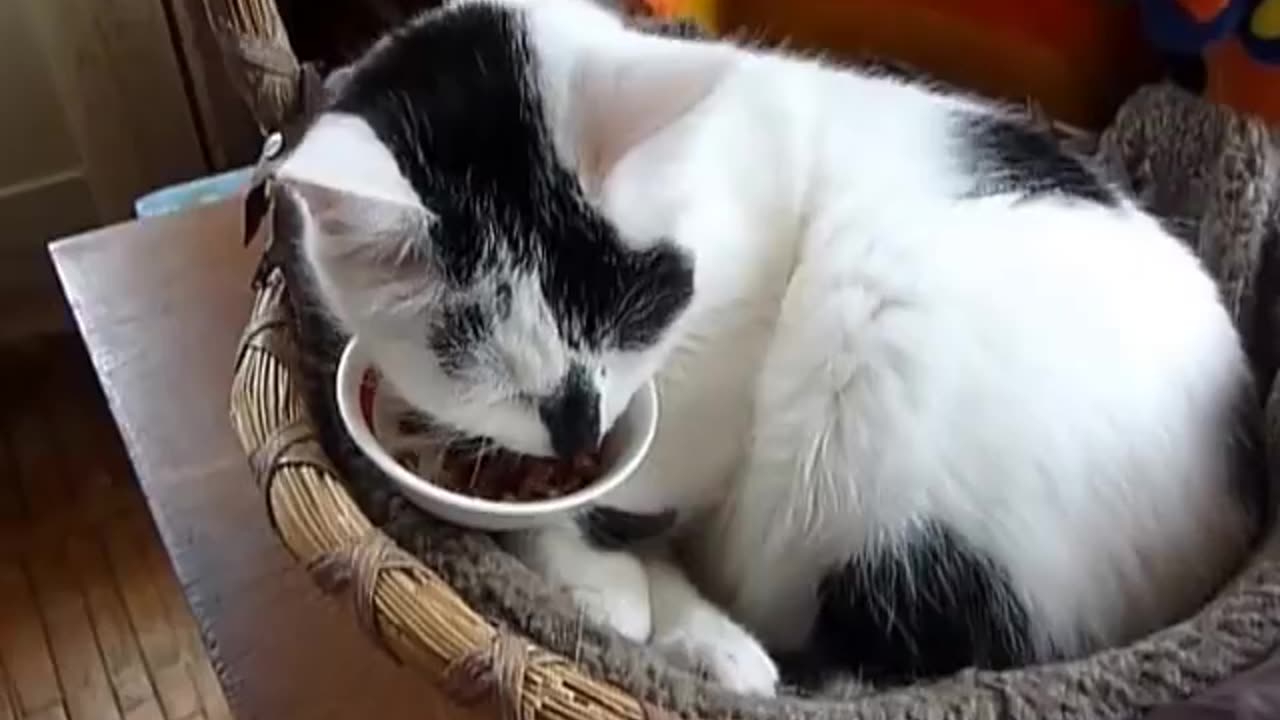 Very lazy cat