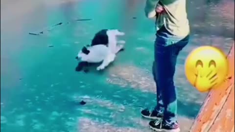 Funny Animal Vidieos 19