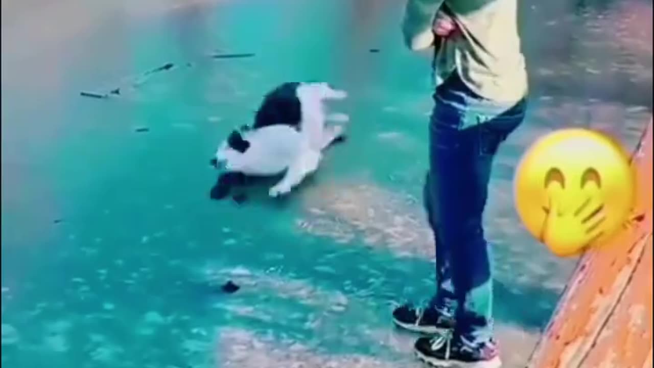 Funny Animal Vidieos 19