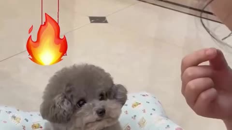 If you are watching this video, know that God has made you the guardian angel of a hungry cat💝