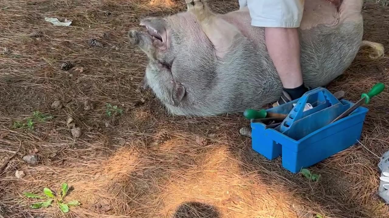 Hank Got a Pedicure Today