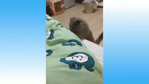 Funny Animals— Best Of The 2025