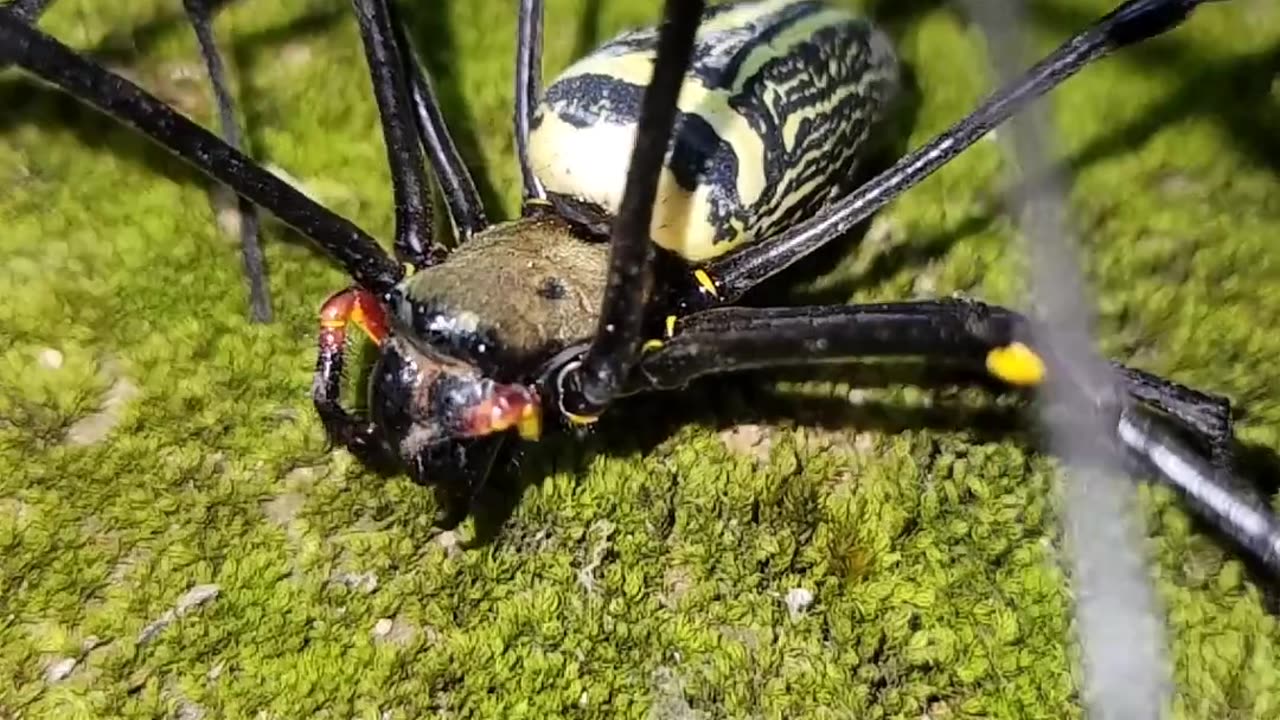 Beetel attack spider
