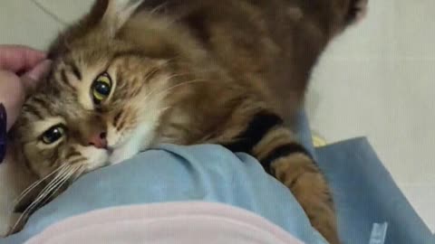 Cat： Mom, hold me quickly