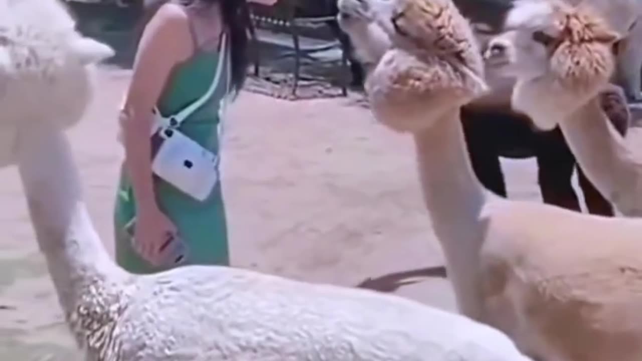 Funny Video Compilation