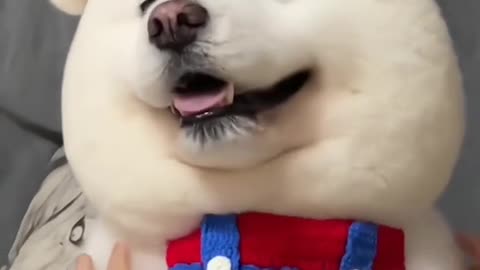 When a Husky Meets a Roomba...