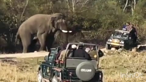 Elephant attack on Tourists vehicle