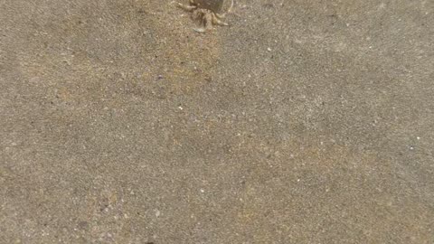 Tiny hermit crab