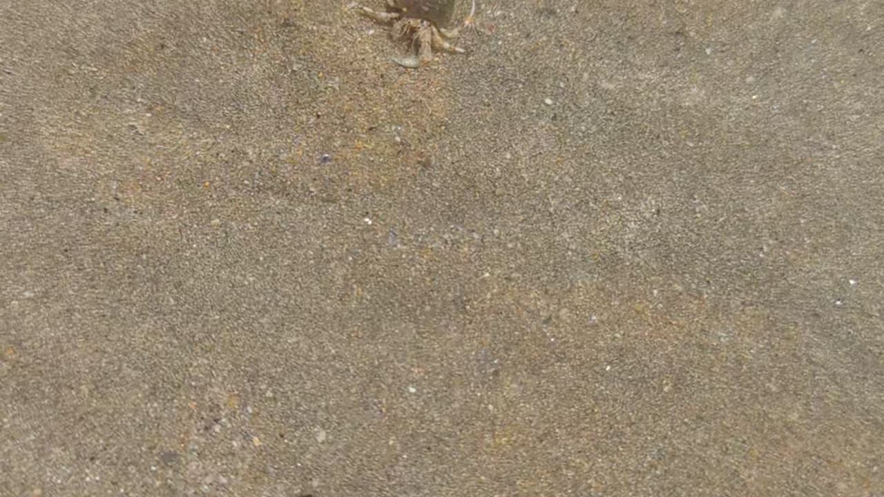 Tiny hermit crab