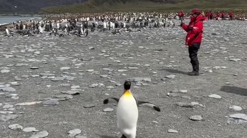 😂🐧 The Ultimate Penguin Core Dance You Didn’t Know You Needed! | FunFM