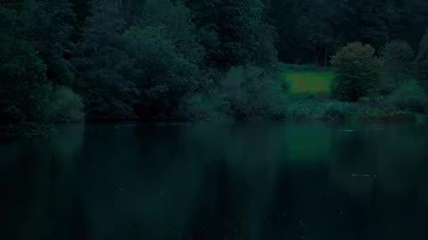 Whispers of the Emerald Forest: A Rainy Day Sanctuary