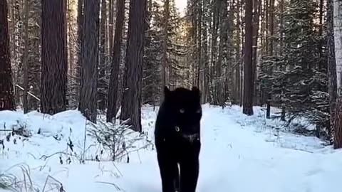 The girl was shocked to learn the truth that this was a black panther । wild pets clip ।।