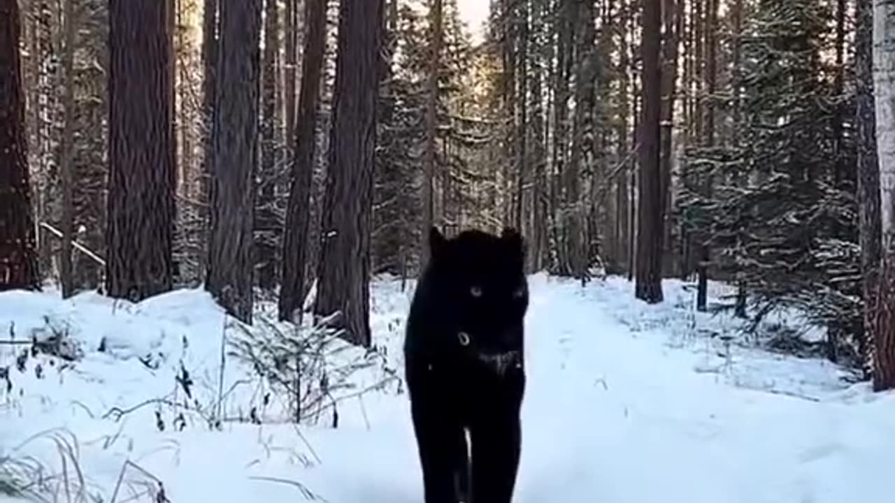 The girl was shocked to learn the truth that this was a black panther । wild pets clip ।।