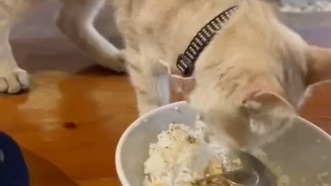 "Three Hungry Street Cats Say ‘Thank You’… in the Funniest Way Possible!"