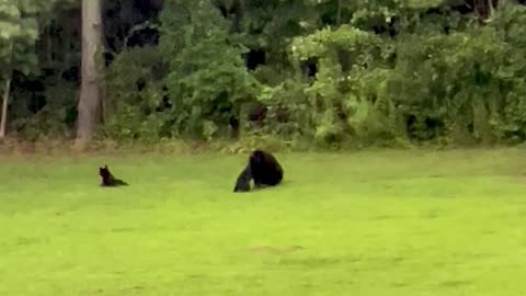 Black Bear Cubs Play In Pouring Rain