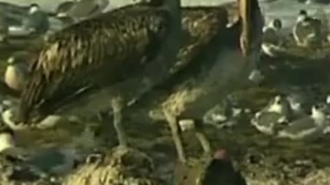 pelicano