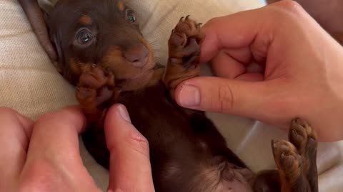 Cuteness Overload With a Dachshund