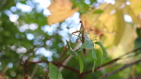 Nature's Silent Hunter: The Mantis Unveiled