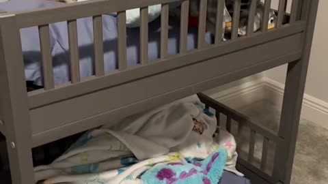 🐶✨ Watch The Cutest Bedtime Routine For 4 Cozy Dogs! | FeedMyCuriosity