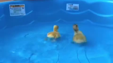 Dog meets two baby ducks 🐶🦆🦆