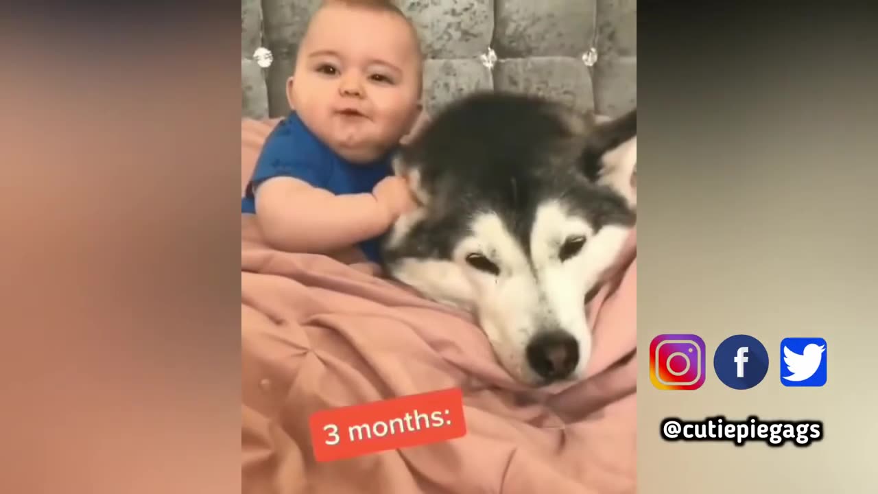 Cute and Funny Animal Videos 21st of May