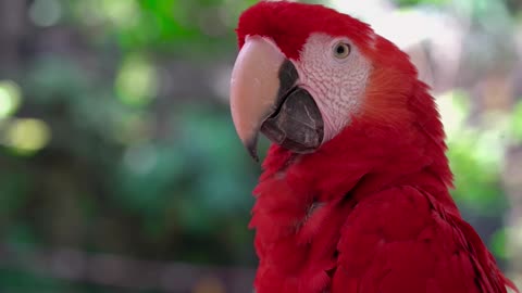 Funny Parrot Voiceover