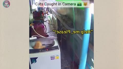 Funny animal videos