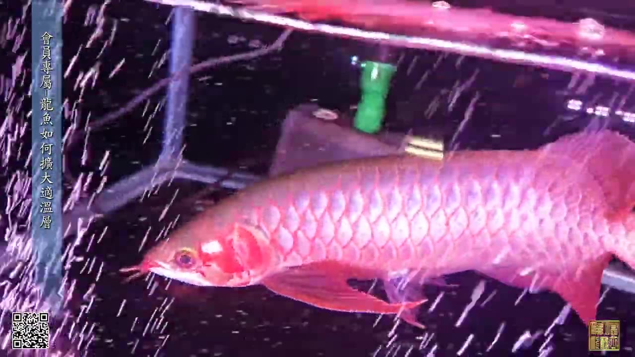 【龍爵士】YOUTUBE會員專屬-如何擴大適溫層 _水族_龍魚_入門級會員