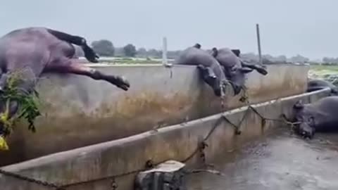 "Devastating Floods Destroy Village – Homes, Fields, and Animals Swept Away"